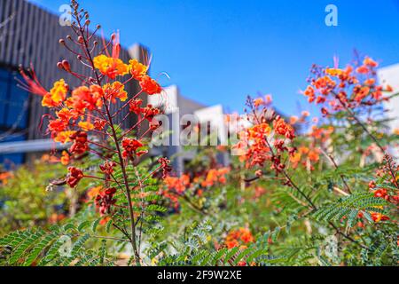 Red Tabachin tree flower, Caesalpinia pulcherrima, Delonix regia, Fire Tree, Peacock Flower, Royal Poinciana Hermosillo, Sonora, Mexico ... (Photo By Luis Gutierrez / Norte Photo) ...  Flor de arbol de Tabachin rojo, Caesalpinia pulcherrima , Delonix regia, Árbol de fuego, Peacock Flower, Royal Poinciana  Hermosillo, Sonora, Mexico...(Photo By Luis Gutierrez/ Norte Photo)... Stock Photo