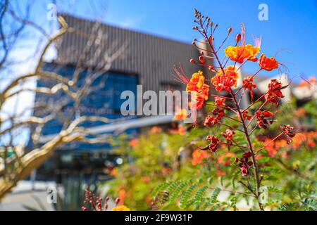 Red Tabachin tree flower, Caesalpinia pulcherrima, Delonix regia, Fire Tree, Peacock Flower, Royal Poinciana Hermosillo, Sonora, Mexico ... (Photo By Luis Gutierrez / Norte Photo) ...  Flor de arbol de Tabachin rojo, Caesalpinia pulcherrima , Delonix regia, Árbol de fuego, Peacock Flower, Royal Poinciana  Hermosillo, Sonora, Mexico...(Photo By Luis Gutierrez/ Norte Photo)... Stock Photo