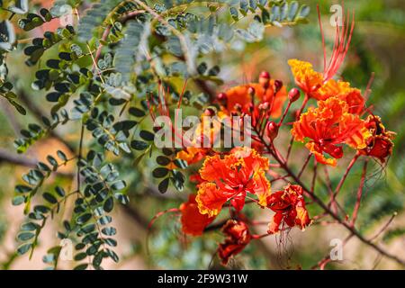 Red Tabachin tree flower, Caesalpinia pulcherrima, Delonix regia, Fire Tree, Peacock Flower, Royal Poinciana Hermosillo, Sonora, Mexico ... (Photo By Luis Gutierrez / Norte Photo) ...  Flor de arbol de Tabachin rojo, Caesalpinia pulcherrima , Delonix regia, Árbol de fuego, Peacock Flower, Royal Poinciana  Hermosillo, Sonora, Mexico...(Photo By Luis Gutierrez/ Norte Photo)... Stock Photo