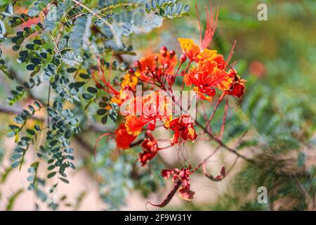 Red Tabachin tree flower, Caesalpinia pulcherrima, Delonix regia, Fire Tree, Peacock Flower, Royal Poinciana Hermosillo, Sonora, Mexico ... (Photo By Luis Gutierrez / Norte Photo) ...  Flor de arbol de Tabachin rojo, Caesalpinia pulcherrima , Delonix regia, Árbol de fuego, Peacock Flower, Royal Poinciana  Hermosillo, Sonora, Mexico...(Photo By Luis Gutierrez/ Norte Photo)... Stock Photo