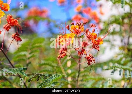 Red Tabachin tree flower, Caesalpinia pulcherrima, Delonix regia, Fire Tree, Peacock Flower, Royal Poinciana Hermosillo, Sonora, Mexico ... (Photo By Luis Gutierrez / Norte Photo) ...  Flor de arbol de Tabachin rojo, Caesalpinia pulcherrima , Delonix regia, Árbol de fuego, Peacock Flower, Royal Poinciana  Hermosillo, Sonora, Mexico...(Photo By Luis Gutierrez/ Norte Photo)... Stock Photo