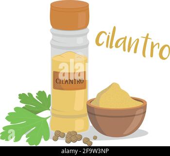 Vector coriander illustration isolated in cartoon style. Spanish name. Herbs and Species Series Stock Vector