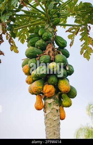 Carica papaya  commonly known as a papaya tree. Growing in Southern California ; USA Stock Photo