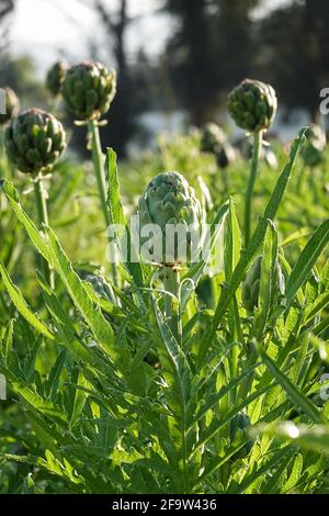 Artichokes growing in a roadside field at Smith organic certified farm in the city of Irvine, California ; USA. Cynara cardunculus var. scolymus Stock Photo