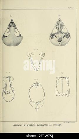 Bulletin of the Nuttall Ornithological Club Cambridge, Mass. :The Club,[1876-1883]  https://biodiversitylibrary.org/page/52894146
