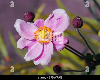 These divine pastel Pink Japanese Windflower or Anemone and buds blooming  in the sun in the garden Stock Photo