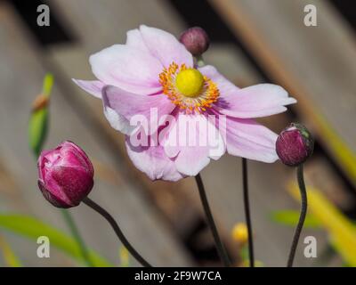 Beautiful flower, These divine pastel Pink Japanese Windflower or Anemones and buds blooming  in the sun in the garden Stock Photo