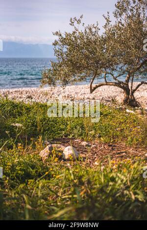 Vertical shot of a tree and grassland on a bay on a sunny day Stock Photo