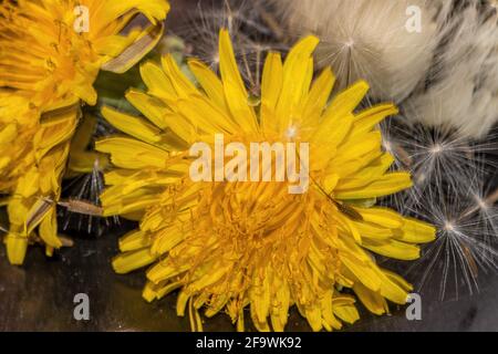 Macro photo of yellow Dandelion flowers with seeds in background. Stock Photo