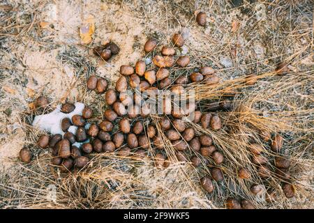 Elk Moose Scat On Snow In Winter Forst. Belarus Or European Part Of Russia. Stock Photo
