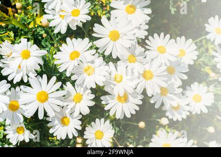 A lots of beautiful white daisies in the summer field. Selective focus. Floral background. Stock Photo