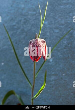 vertical image of Fritillaria meleagris known as the snake plant covered in a late spring frost on a sunny morning  selective focus background blurred Stock Photo