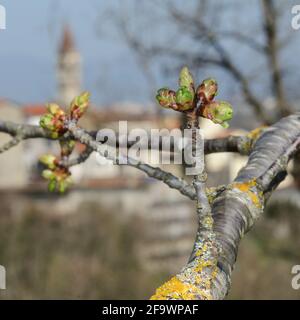 Cherry flower buds against a blue sky in spring garden. Springtime background. Old Tuscan village on the blurred background Stock Photo