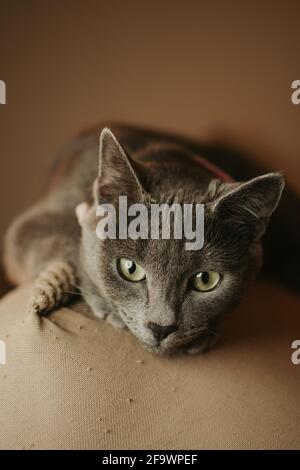 Vertical shot of a cute grey cat laying down on the sofa Stock Photo