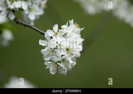 Sour cherry in bloom closeup Stock Photo
