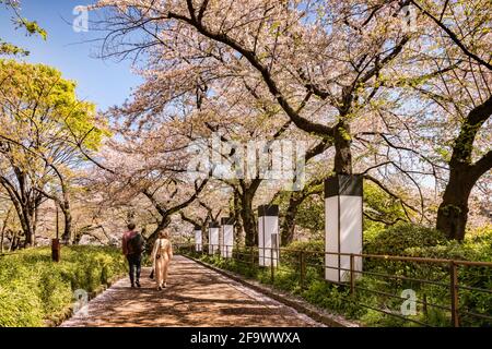 9 April 2019: Tokyo, Japan - Walking beside the Imperial Palace moat, Tokyo,  in cherry blossom season. Stock Photo