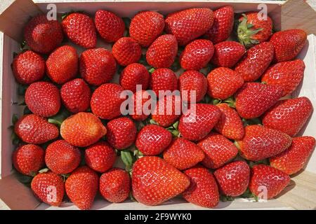 A wooden box filled with strawberries Stock Photo