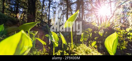 Fresh Green Leafs, Monocots, are growing in the Rain Forest Stock Photo