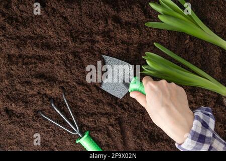 woman digs small hole with shovel for planting seedlings. Female hands with green plants in the ground in the backyard. Soft focus. Stock Photo