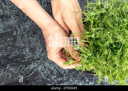 Closeup Female hands pluck young sprouts of peas or beans. green, juicy, fresh salad in container on black textured background. healthy food concept. Stock Photo