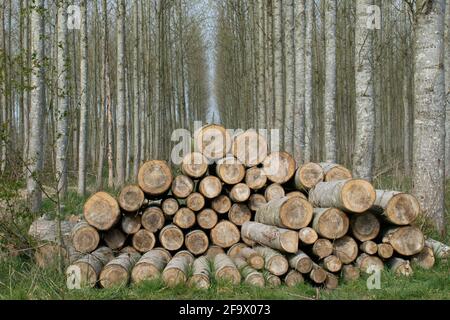 Log pile in plantation of trees with silver bark. Stack of wood logs in Cheshire countryside. UK. copy space above Stock Photo