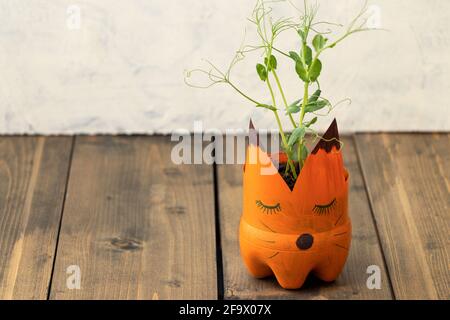 flower pot in the shape of a fox from a plastic bottle. The concept of ecology, garbage recycling, garbage recycling. pot from a plastic bottle on a Stock Photo