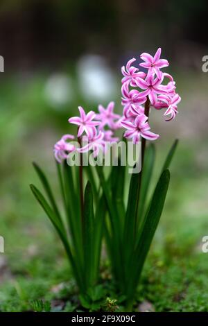 Close up of pink rose hyacinth flower plant in the garden springtime bloom Stock Photo