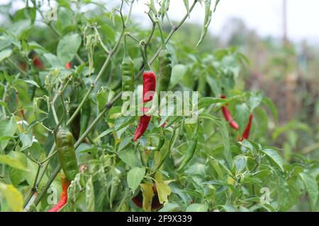 Planted spicy paprika in home garden on the morning. Stock Photo