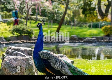 Peafowl male, referred to as a peacock (Pavo), in a park - selective focus Stock Photo