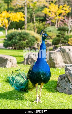 Peafowl male, referred to as a peacock (Pavo), in a park - selective focus Stock Photo