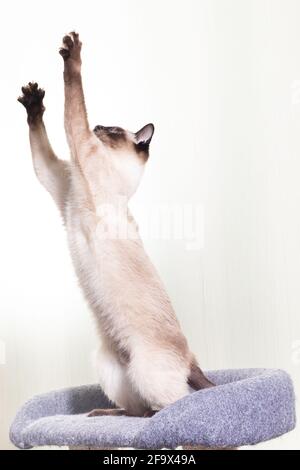 The Thai Siamese cat sits on its hind legs and stretches up with its two front paws. Light background, a cat sitting on a gray couch Stock Photo