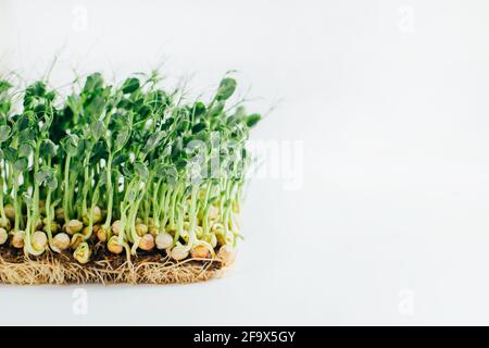 Microgreens sprouts isolated on white background. Vegan micro sunflower greens shoots, microgreens closeup, Growing sprouted sunflower seeds,  minimal Stock Photo