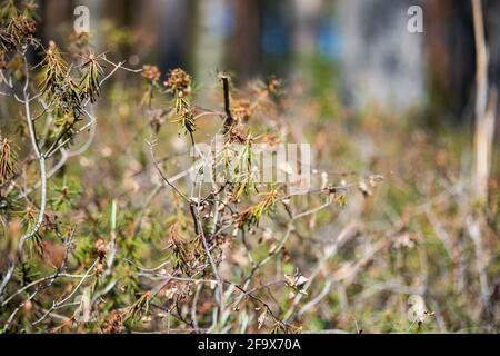 Juniper branches close up. Evergreen juniper plant, cypress branches, leaves with seeds close-up. Garden ornamental shrub, tree. Bright beautiful flor Stock Photo