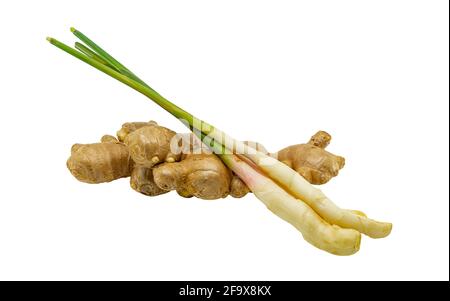 Young and old organic fresh gingers are put together, isolated image on white background, clipping path in file. Stock Photo