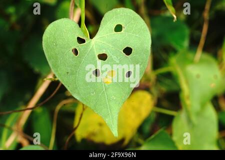 Heart-shaped damaged leaf of an obscure morning glory plant Stock Photo