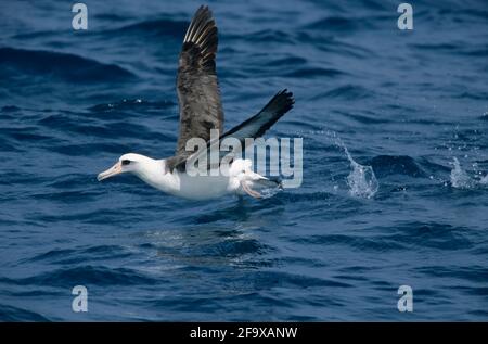 Laysan Albatross taking off from sea Diomedea immutabilis Midway Island Pacific Ocean BI002165 Stock Photo