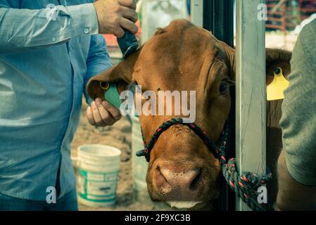 A handler shaves the hair on the ear of a a bull tied to a post with his rope harness. One hand holds a razor, the other a large floppy ear. Stock Photo