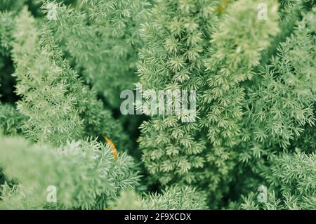 Asparagus densiflorus, asparagus fern, plume asparagus or foxtail fern green stems close-up, horizontal outdoors summer tropical floral and botanical Stock Photo