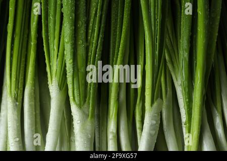 Fresh green onion with water drops, close up Stock Photo
