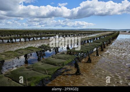 Lines of oyster beds at the coast in Ireland at low tide. cloudy sky Stock Photo