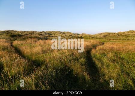 Trails lead through the grass on sand dunes near Seaton Sluice in Northumberland, England. The trails have been worn by walkers heading to and from th Stock Photo