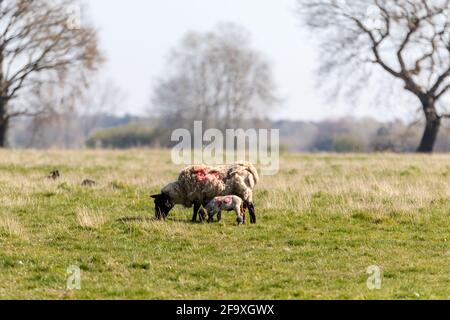 Baby spring lamb following after its mother in a Suffolk farm field. Springtime concept Stock Photo