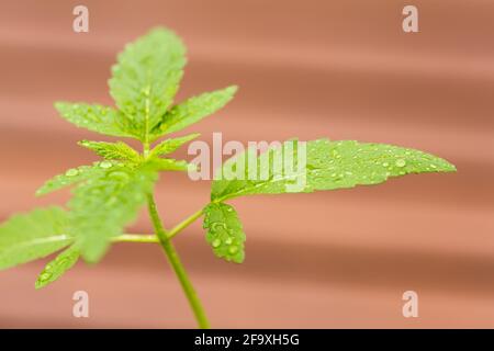 A small cannabis sapling potted in a small plastic pot. Home medicine, alternative medicine, medial marijuana concept Stock Photo