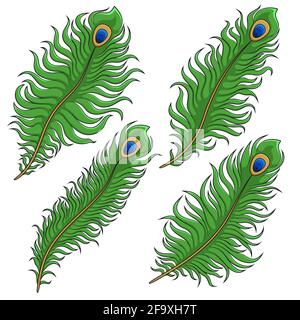 Peacock feather isolated on white background Stock Vector Image