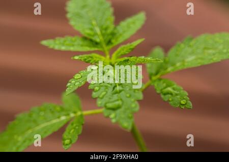 Close up of a cannabis leaf with water droplets. Home medicine, alternative medicine, medial marijuana concept Stock Photo