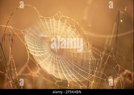 Abstract spider web or cobweb with dew in the morning, sunrise shines on cobweb and wild grass, bright transparent, blurred background. Close-up. Stock Photo
