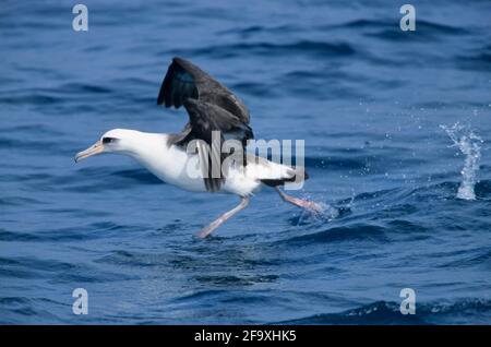 Laysan Albatross taking off from sea Diomedea immutabilis Midway Island Pacific Ocean BI004221 Stock Photo