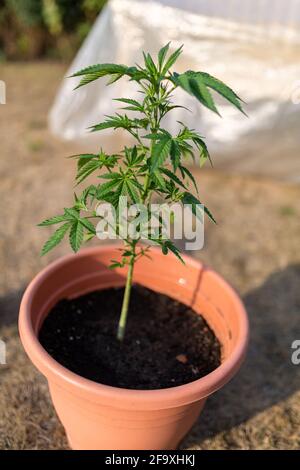 A young marijuana plant in a pot. Home medicine, alternative medicine,  medial marijuana concept Stock Photo - Alamy