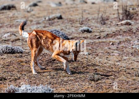very rare endemic ethiopian wolf, Canis simensis, Sanetti Plateau in Bale mountains, Wolf hunting Big-headed African mole-rat. Africa Ethiopian wildli Stock Photo