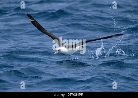 Laysan Albatross taking off from sea Diomedea immutabilis Midway Island Pacific Ocean BI004223 Stock Photo